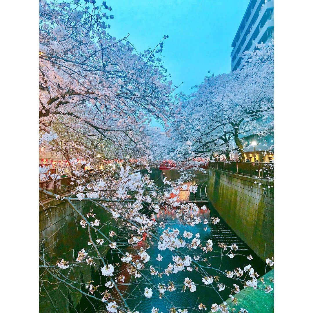 蒼井そらさんのインスタグラム写真 - (蒼井そらInstagram)「Season of cherry blossoms in JAPAN now. The best time to see is about a week in a year. Cherry blossoms street are very very wonderful!! Japanese love “SAKURA”🌸 #桜木町 #目黒川 #さくら #花見 #cherryblossom」3月29日 11時39分 - aoi_sola