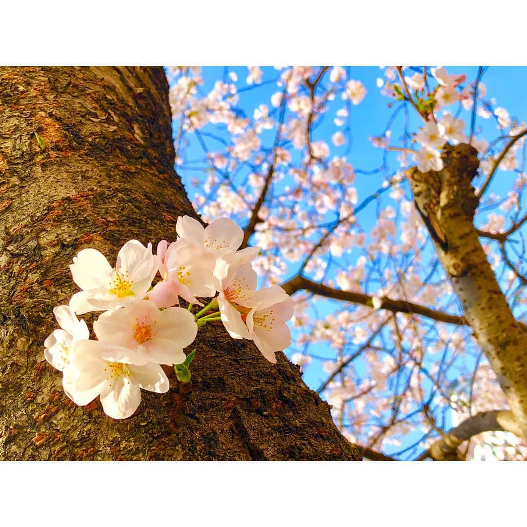 蒼井そらのインスタグラム：「Season of cherry blossoms in JAPAN now. The best time to see is about a week in a year. Cherry blossoms street are very very wonderful!! Japanese love “SAKURA”🌸 #桜木町 #目黒川 #さくら #花見 #cherryblossom」