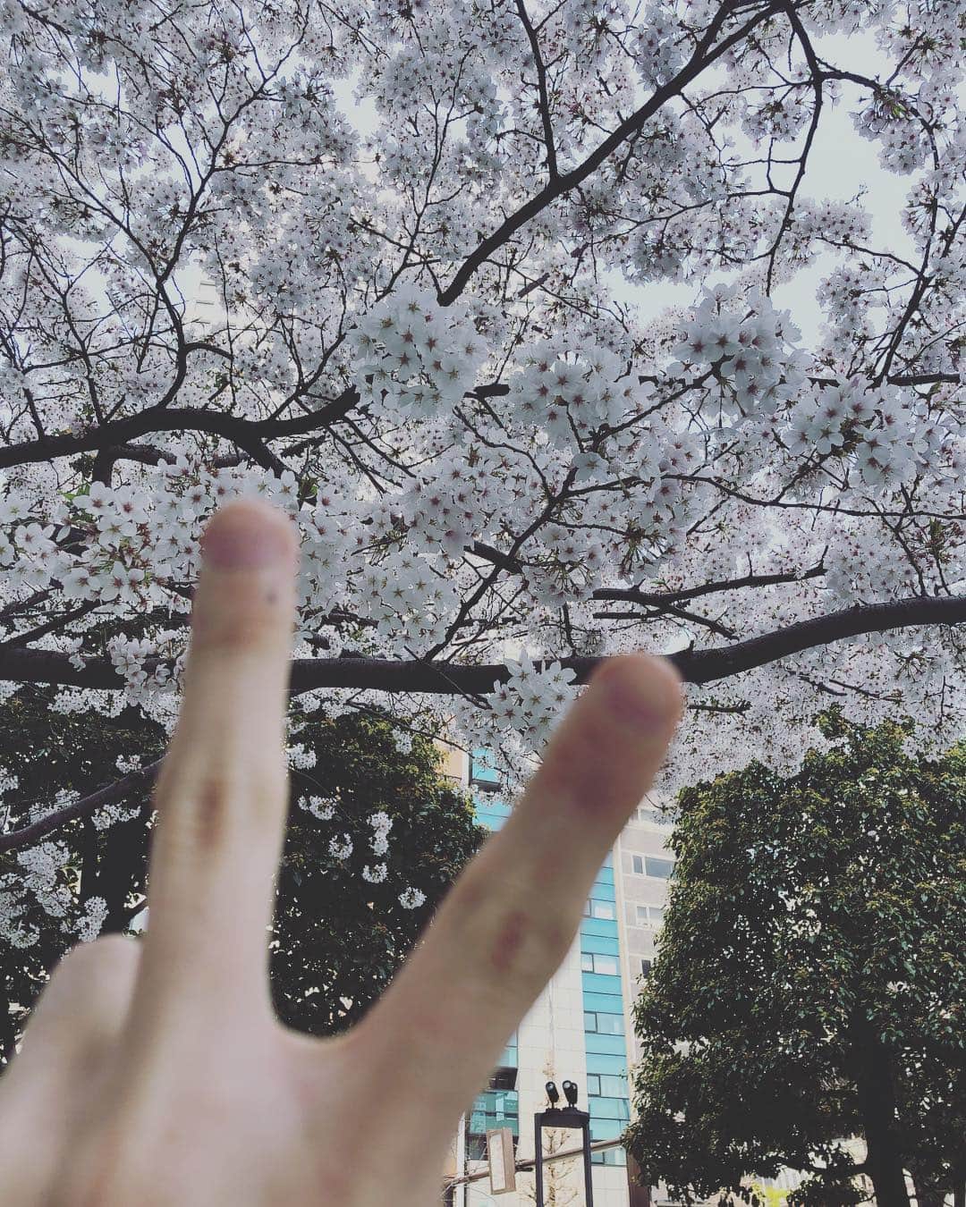 ポッキーのインスタグラム：「今日は朝から超新鮮な撮影だった！お楽しみに！そして、桜！」