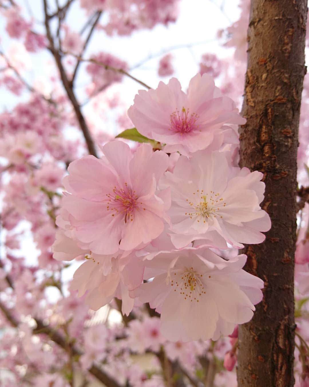 スウィージー美紀さんのインスタグラム写真 - (スウィージー美紀Instagram)「#コヒガンザクラ #小彼岸桜 #バラ華 #サクラ属  濃いピンクの花びらがとっても可愛い🌸」3月29日 15時49分 - miki_swezey