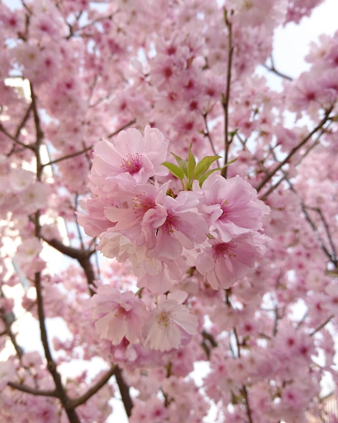 スウィージー美紀さんのインスタグラム写真 - (スウィージー美紀Instagram)「#コヒガンザクラ #小彼岸桜 #バラ華 #サクラ属  濃いピンクの花びらがとっても可愛い🌸」3月29日 15時49分 - miki_swezey