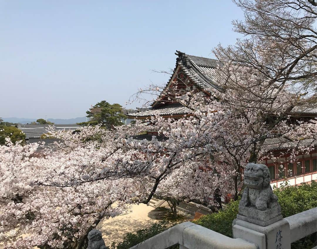 山本モナのインスタグラム：「見事に満開の桜の下でお花見🌸あーなんて気持ちいいんだろ。  #お花見2018 #瀬戸田 #耕三寺 #子供達もおおはしゃぎ #外で食べるお弁当は格別だね」
