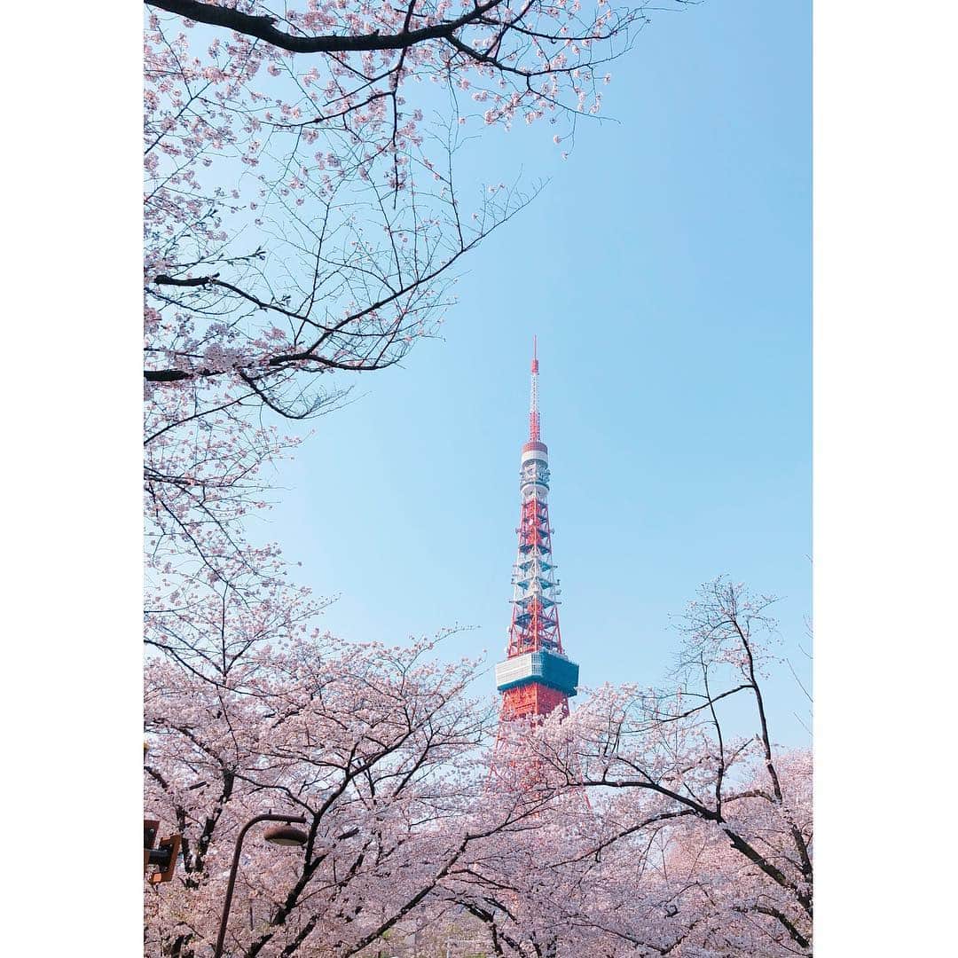 小林恵美のインスタグラム：「🌸🌸🌸🗼🌸🌸🌸 #桜に囲まれて東京タワーも嬉しそう」