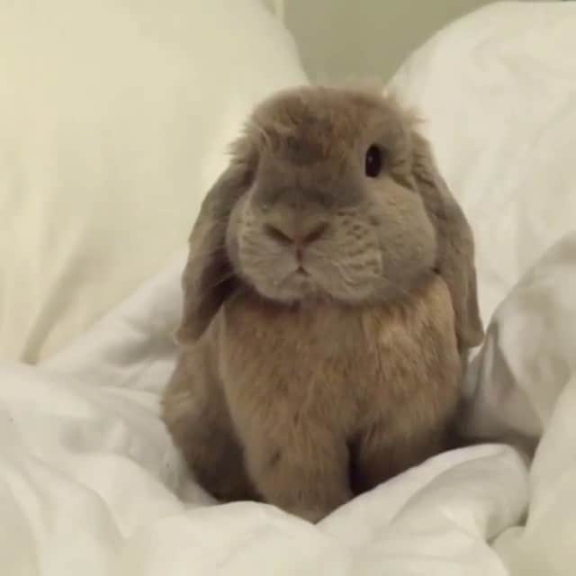 Marbee Moo, Olive & Taffyのインスタグラム：「Tato is worried about people buying bunnies for Easter. Please don't make him worry. 😰❤️ Rabbits do not make good “starter” pets for children. This common misunderstanding of rabbits as easy pets leads to many impulse purchases of bunnies during Easter time followed by the surrender of many bunnies to animal shelters shortly after Easter.  Everyone considering bringing home a bunny should know: • Rabbits are not “low-maintenance” pets — they need as much care and attention as dogs and cats. • Most children lose interest in a live bunny after only a few weeks. • Rabbits need regular veterinary care by a vet with additional training in exotics. • Rabbits have an average lifespan of 8-14 years. • Rabbits are the third most frequently surrendered animal at shelters, and the third most euthanized. • According to an ASPCA study, rabbits are more expensive to own than cats or guinea pigs — coming just after dogs in expense.  This Easter, stick to cuddly toys and chocolate, however, if you really want rabbits do your research and wait until after Easter when the bunny hype has died down. Rabbits make wonderful pets, but should not be given as Easter gifts, neither should chicks or ducklings.」