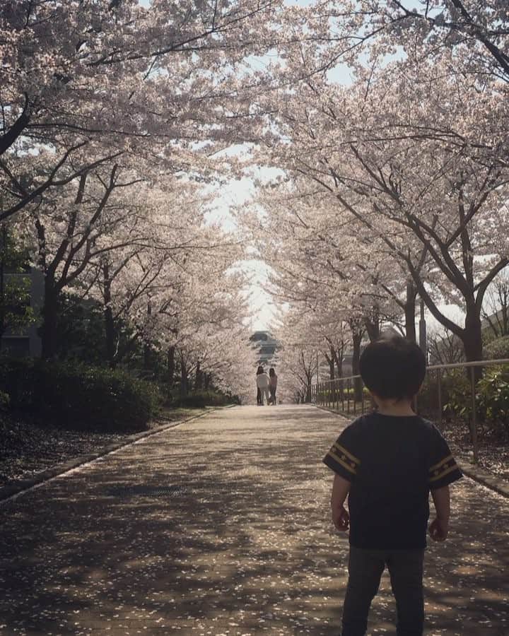 藍のインスタグラム：「桜並木と息子 #2018春 #1歳7ヶ月 #今日は半袖で正解 #あちかったな」