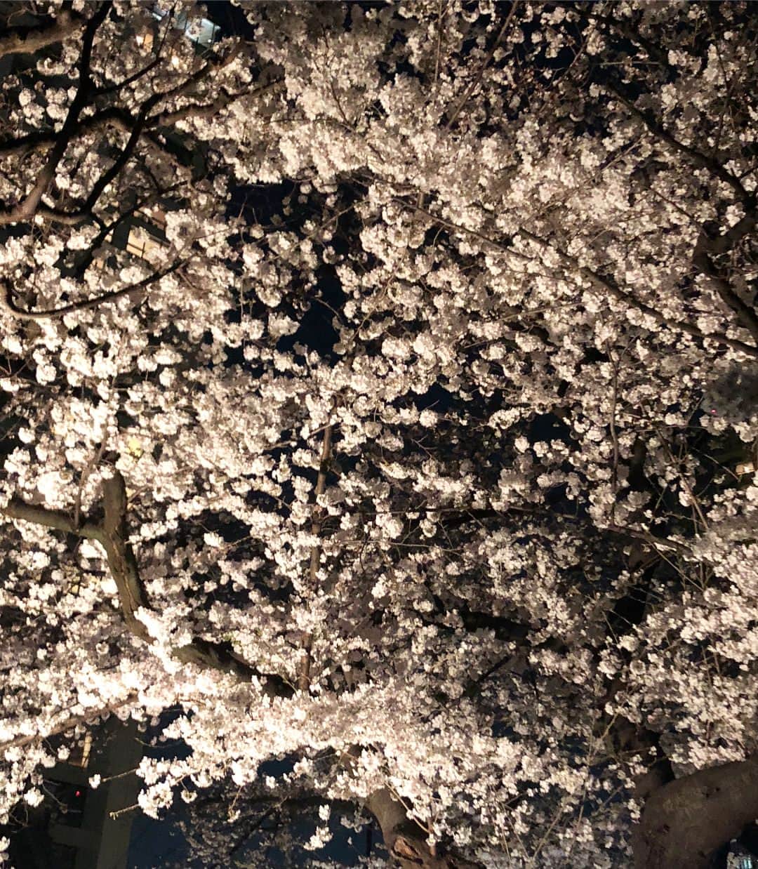 草間淑江さんのインスタグラム写真 - (草間淑江Instagram)「昨日の夜桜コーデ☺️ #夜桜 #夜桜見物 #お花見コーデ #ファッション #草間淑江」3月29日 18時04分 - yoshie_kusama