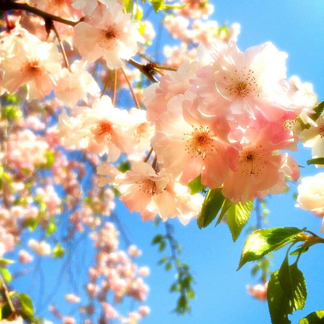 美波千夏さんのインスタグラム写真 - (美波千夏Instagram)「桜は儚いからより美しいのね🌸 綺麗に撮れてるでしょ。はー美しい。心が綺麗になる気がする☺️ . . . #桜 #sakura #cherryblossom #japan #tokyo #写真すきな人と繋がりたい #🌸」3月29日 18時49分 - chinatsu_minami
