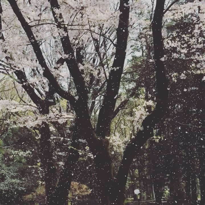 宮瀬茉祐子のインスタグラム：「春の “雪”  #桜 #桜吹雪 #cherryblossom #showerofcherryblossom #spring」