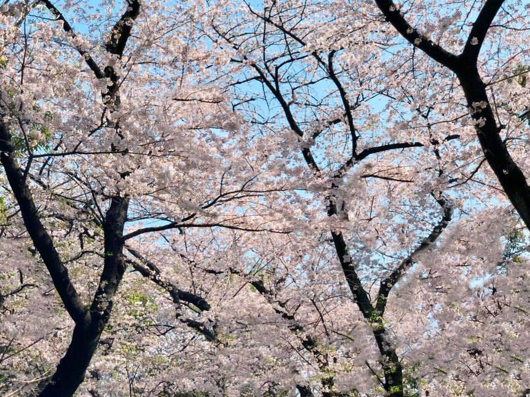 上田眞央のインスタグラム：「桜がすっごく綺麗なところ通った🌸  #桜  #sakura  #cherryblossom」