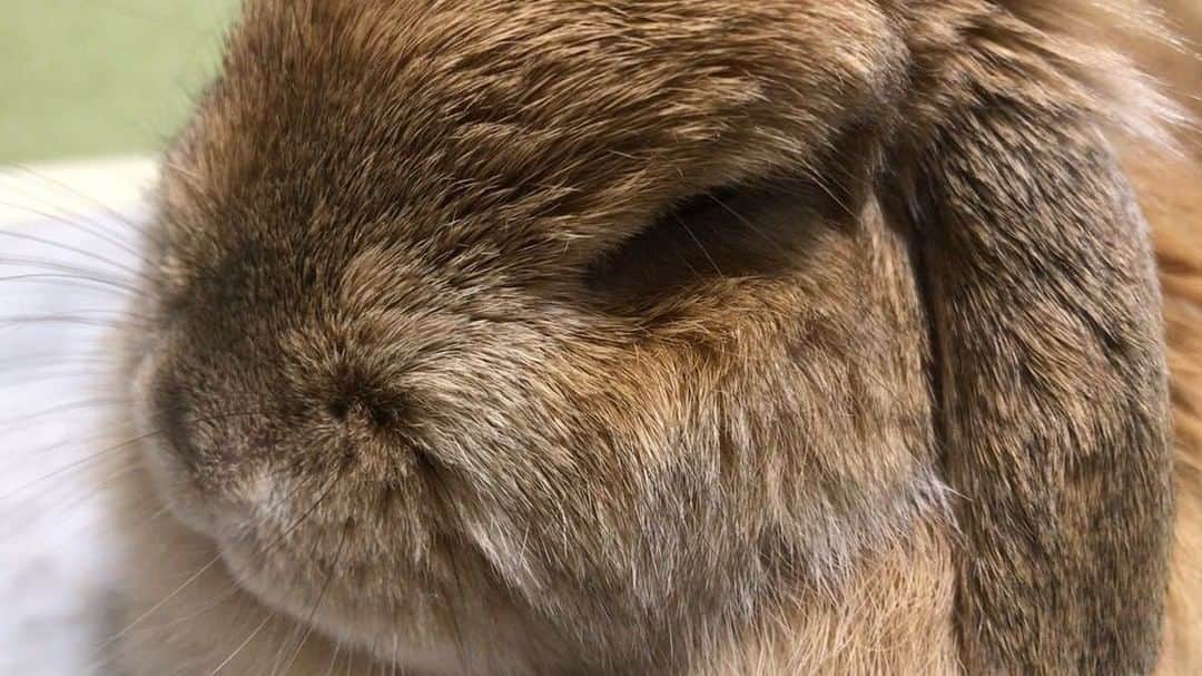 鈴華ゆう子のインスタグラム：「ごめん起こしたw  #春は眠い眠い #ビクーッ！！ #ホーランドロップ #hollandlop #rabbit #bunny」