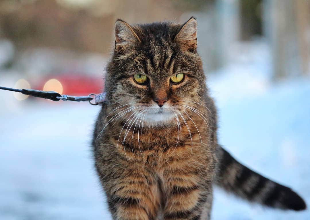 Swedish Cat Mafiaのインスタグラム