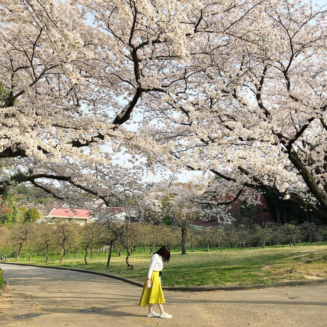古川貴絵さんのインスタグラム写真 - (古川貴絵Instagram)「・ 綺麗すぎない？🌸 #お花見 #桜 #満開」3月29日 22時33分 - _kiegram