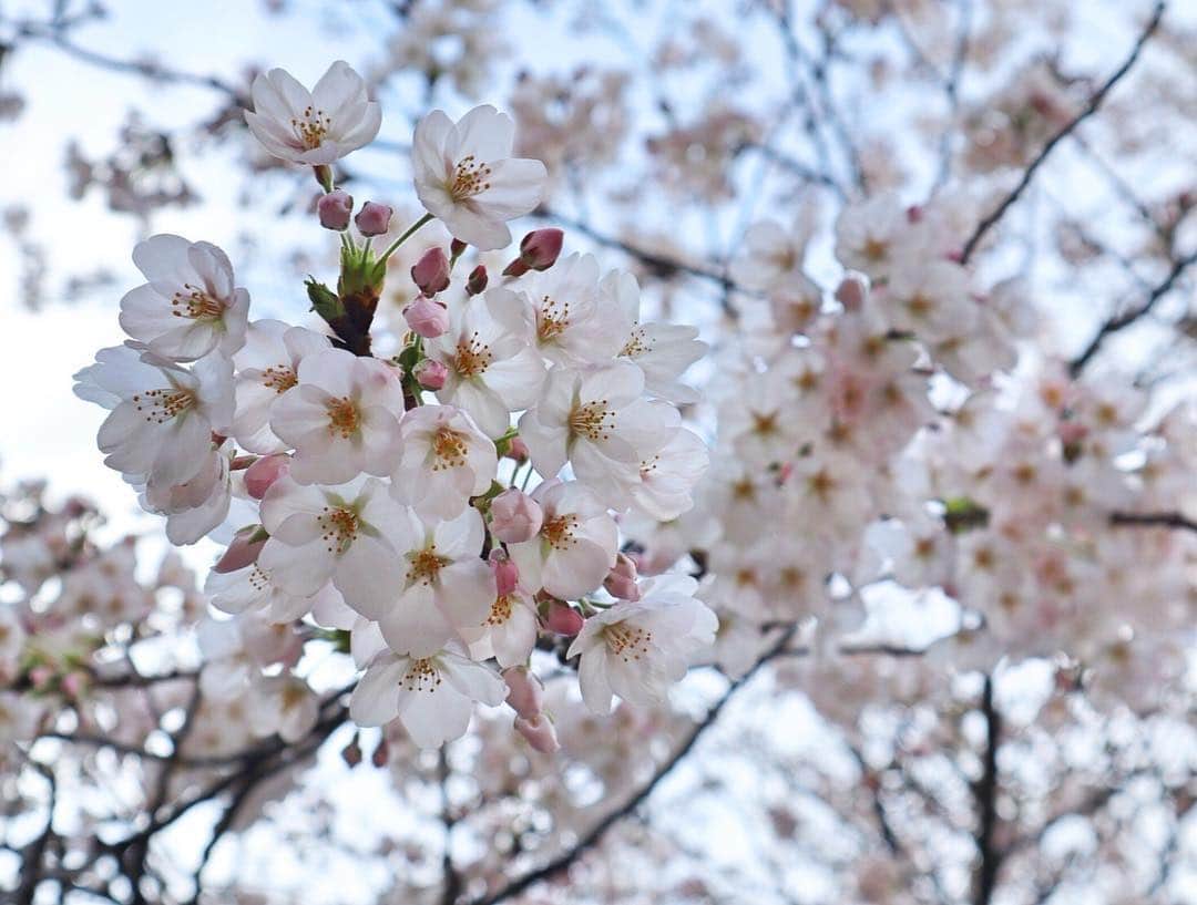 林美沙希さんのインスタグラム写真 - (林美沙希Instagram)「桜、まだ散ってほしくないです。満開の時に、毎日晴れていることが嬉しいですね〜。 #桜#好き#お花見#したい」3月29日 22時51分 - misaki0hayashi