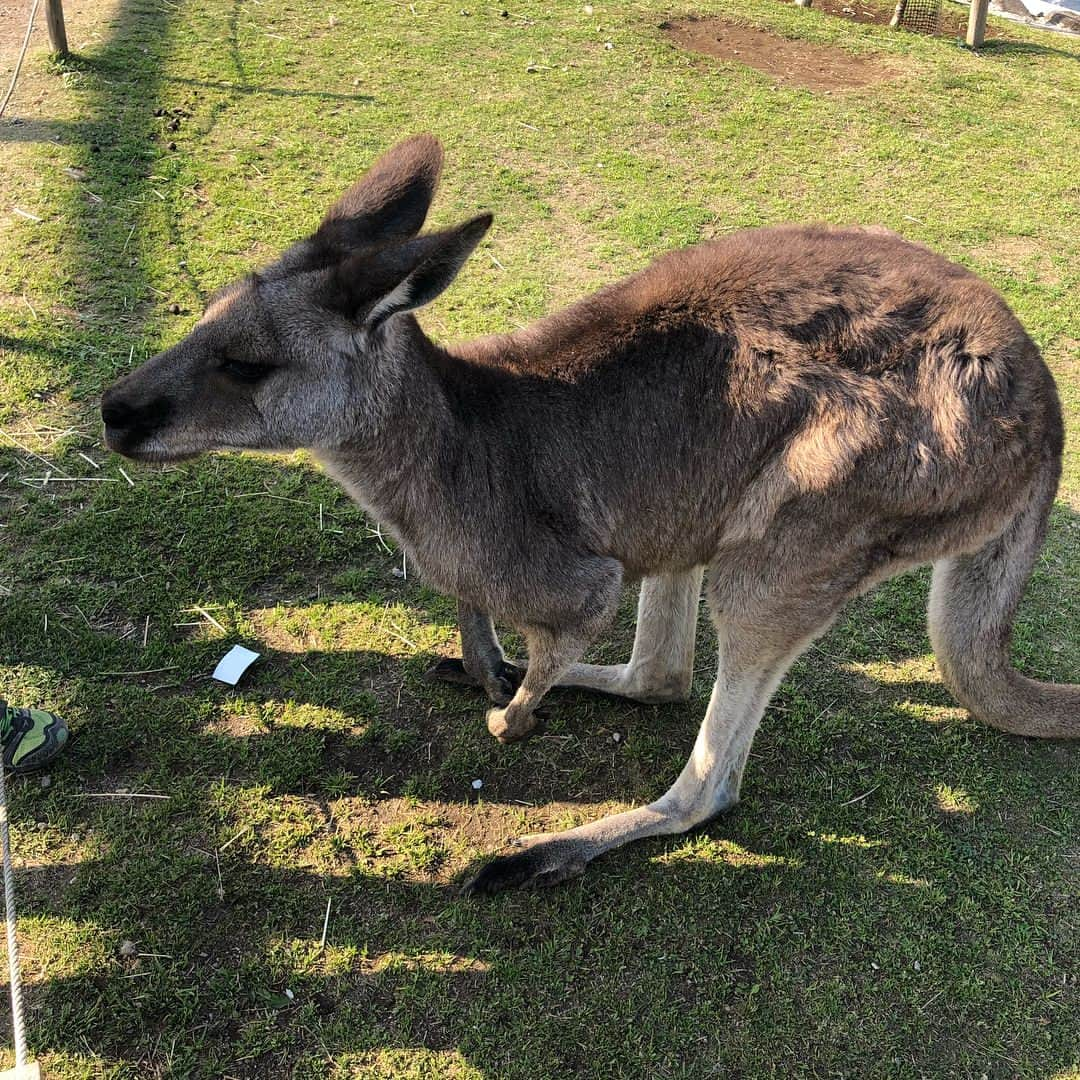 ギャル曽根さんのインスタグラム写真 - (ギャル曽根Instagram)「こんな近くでカンガルー😳❗️ #可愛い❤️ #カピバラちゃんのお昼寝。 #可愛すぎる。」3月29日 23時23分 - galsone_1204