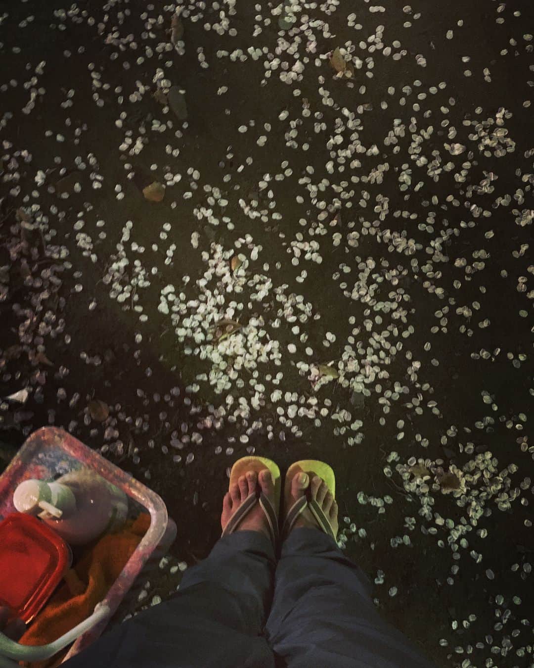 住吉美紀さんのインスタグラム写真 - (住吉美紀Instagram)「銭湯帰りに近所の夜桜見回り。少し散りはじめましたね。 #雪駄で銭湯いける季節になった」3月30日 0時17分 - miki_sumiyoshi