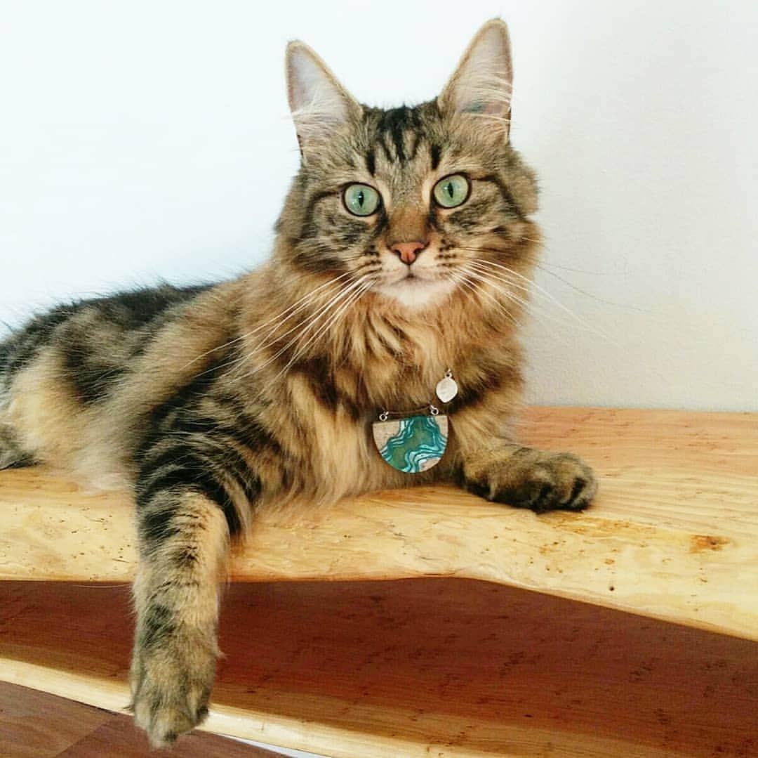 のインスタグラム：「Supermodel Dermott wearing our Waterway pendant. He knows what looks good 😽📸🐾🐈📷 All Aqua pieces are now back in stock BoldB.com.au !! #boldb #cat #catsofinstagram #catstagram #pendant #necklace #jewelry #jewellery #melbourne #australia #cutecat #animal #ocean #beach #beachy」