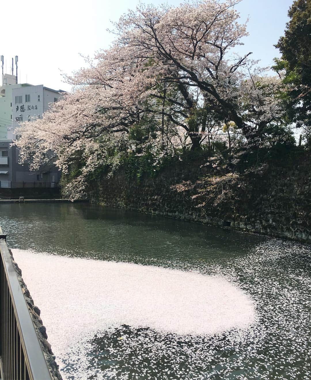 森直美さんのインスタグラム写真 - (森直美Instagram)「この筏には本当に乗れそうな気がして、ランニング中飛び込みそうになった😍🌸 #あかん #今夜は今年度最後のスポパラ #絶対見て欲しい」3月30日 11時19分 - naomi_mori63