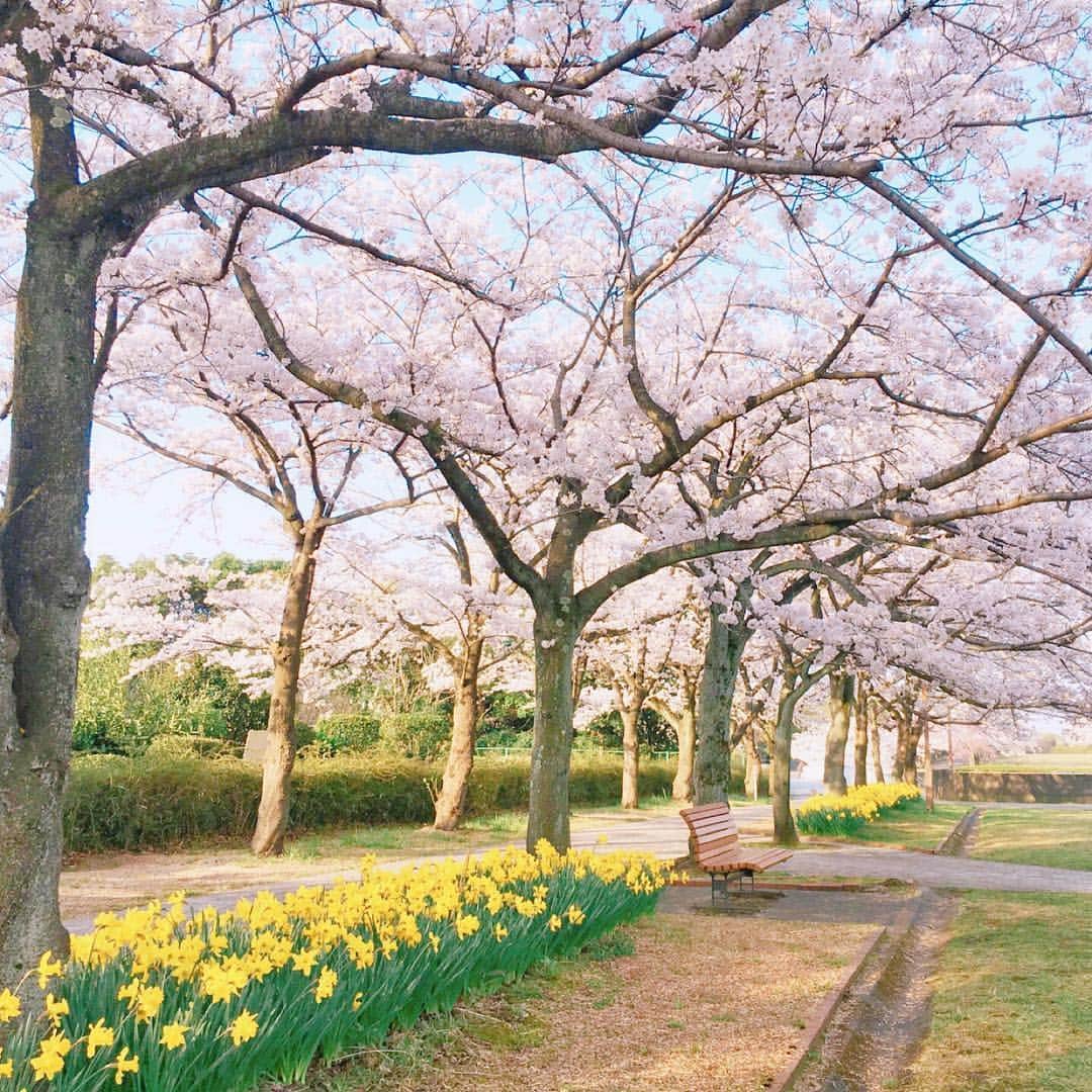 木根尚登のインスタグラム：「今朝の近所の桜。もうすっかり春ですね！春を待つ季節に準備を進めて来た「キネバラ」のブルーレイがいよいよ出来上がります。まずはファンクラブのみんなにお届けするのでお楽しみに！ #kineballa #桜」