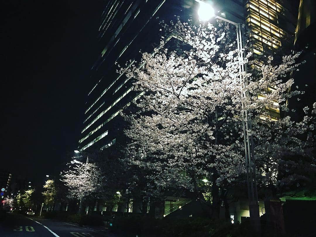 香里奈さんのインスタグラム写真 - (香里奈Instagram)「Cherry blossoms at night 🌸 夜桜もまた綺麗で魅力的だ！  #iamkarina  #itisnotfake #forreal #cherryblossom  #yozakura #beautiful #japan #今しか見れない #美しい景色 #ちなみにちゃんとしたお花見はまだできていない 笑  #香里奈 #karina #G香里奈 #gkarina #japanesemodel #富取正明 #masaakitomitori #PARCO #shibuya #渋谷 #nagoya #名古屋 #tgc #gambit #gifmagazine #gladd #香港 #hongkong」3月31日 0時26分 - karina_official_221