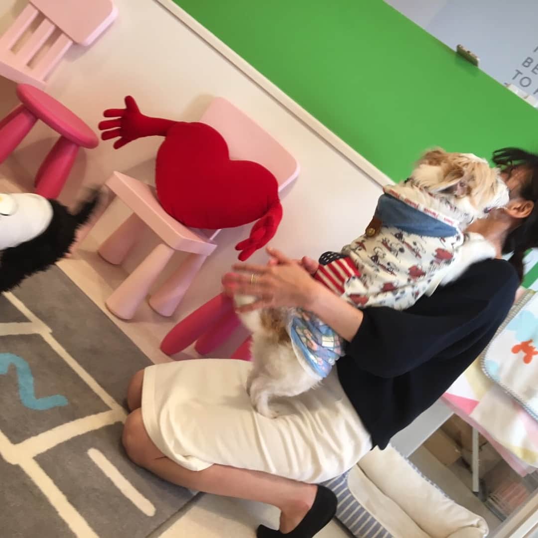 市橋有里さんのインスタグラム写真 - (市橋有里Instagram)「やっぱりヤンチャでした😊 #ジャックラッセルテリア #お利口に座ってるかと思いきやいきなりジャンプで肩に乗る #前から飼いたいなと思っているいる犬 #かわいいな、このヤンチャさ #でもなめられてる気がするw #ありがとう @mimichiyoy  #いつもお写真ありがとう @mika5nakayama」3月30日 21時23分 - ariichihashi