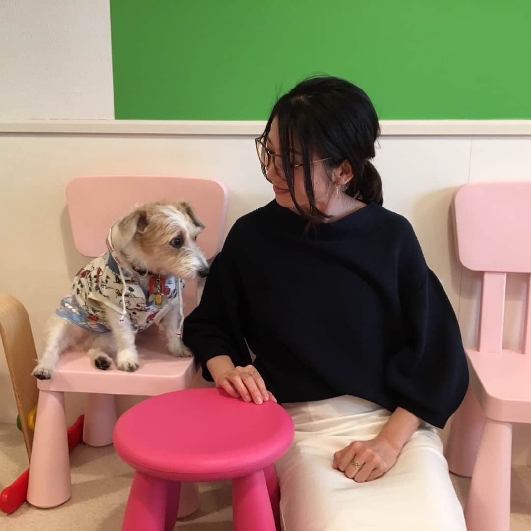 市橋有里さんのインスタグラム写真 - (市橋有里Instagram)「やっぱりヤンチャでした😊 #ジャックラッセルテリア #お利口に座ってるかと思いきやいきなりジャンプで肩に乗る #前から飼いたいなと思っているいる犬 #かわいいな、このヤンチャさ #でもなめられてる気がするw #ありがとう @mimichiyoy  #いつもお写真ありがとう @mika5nakayama」3月30日 21時23分 - ariichihashi