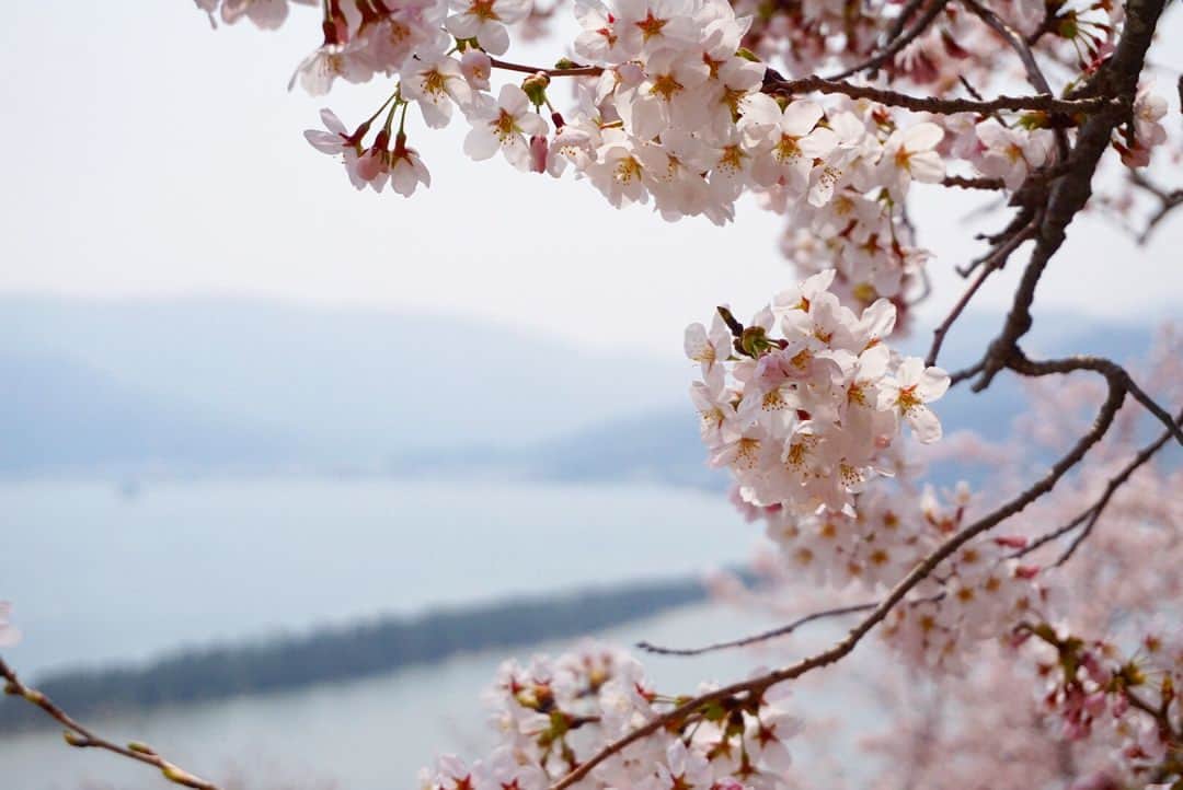 林香里さんのインスタグラム写真 - (林香里Instagram)「・ ・ 卒園旅行最後の目玉は日本三景にも 選ばれている天橋立へ… ケーブルカー🚠に乗って 上から見る景色も、ちょうど桜が 満開で絶景でした🌸  仲良しのお友達親子との 1泊2日の旅は、なにをするのも 楽しそうな息子の顔を見てると みんなと出会えて良かったって つくづく思える..... そんな仲間に囲まれて感謝だな♡  #trip#shorttrip#bestie #sakura#cherryblossom」3月30日 21時39分 - kaori_hayashi1203
