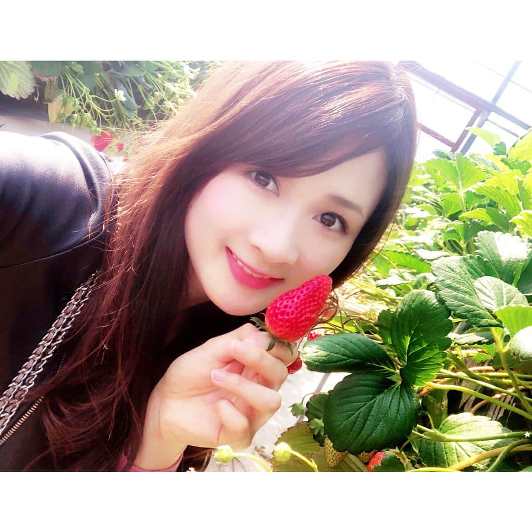 のインスタグラム：「少し前に #いちご狩り へ行ってきました😋💕40個くらいは食べたのかなあ？🤔🤔 練乳チューブ一本使い切ってしまいました🤭 食べた直後はしばらく苺はいいかなあと思ったのに、その日の夜に苺のデザート食べてました😂💓 苺と練乳のコラボ最高💓 ・ ・ ・ #いちご狩り #いちご #苺 #旬の果物 #美味しかった #練乳は飲み物 #練乳 #strawberry #milk #love #happy #delicious #instadaily #instagirl #girl #toyohashi #sweet #followme #follow #me」