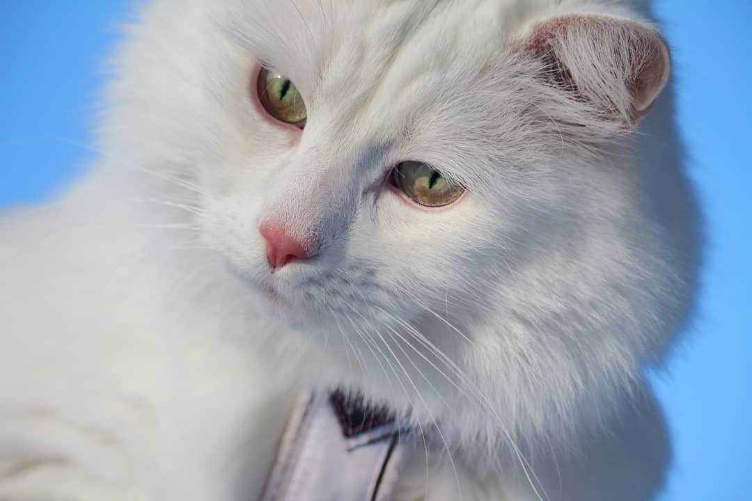 Swedish Cat Mafiaのインスタグラム