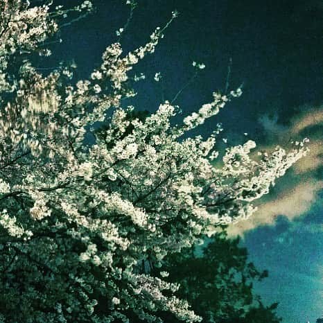 井俣太良のインスタグラム：「#夏への扉 の明石公演を終えて、東京帰ってきたら結構みんな散ってて、 夜な夜な歩いてたら、コイツは『まだまだ散らねぇぞ！』って踏ん張ってた。  どれもこれも僕もいずれ散る。 でもこれが生きるという行為そのもの。 明日の稽古に備えます。 おやすみなさい。#桜 #夜桜」