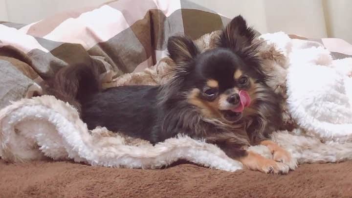 のインスタグラム：「おはようございますワン🐶🧡 #Ulu #Uluさん #子犬 #チワワ #ロングコートチワワ #愛犬  #伸びが可愛い」