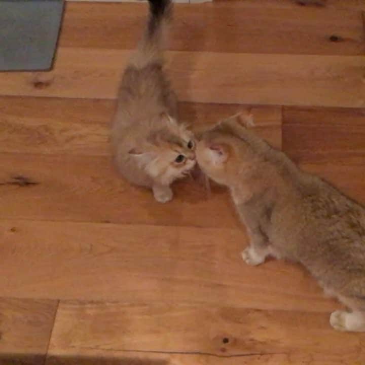 Pumpkinのインスタグラム：「Here’s a sweet little smooch for you ♥️♥️ @biglittlepudding #bisous ••••••••••••••••••••••••••••••••••••••••••••• . . . . . #pumpkinthepurrmachine #bouledepoil #catmyboss @go_animals_official @animals.co  @cats_of_instagram @catsnet @cats_of_world @cutepetclub #happycatclub #ronronar #みんねこ #animalvideo #catsnet #cats_of_world #แมว #ねこ #kedi #chaton #kawaii #animalsco #catsofgram #pleasantcats#thedailykitten #britishshorthair #gatton #gatti #gattini #fofo #catvideos #sweetcatclub #catloversclub #kittens_today」