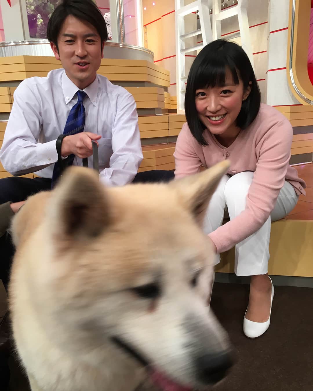 竹内由恵さんのインスタグラム写真 - (竹内由恵Instagram)「最近フィギュアスケートのザギトワ選手に秋田犬がプレゼントされたことが話題になっていますね。今日はスタジオに、「アキタ」くんが来てくれました✨最初はスタジオに緊張してしまい動きたがっていましたが、本番はずっと静かにしていました。お利口さん❤️」3月7日 21時41分 - yoshie0takeuchi
