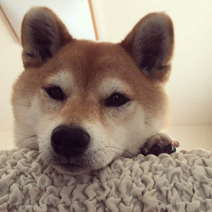 マロたんのインスタグラム：「What's up? 呼んだ？ #shiba #shibainu #weeklyfluff」