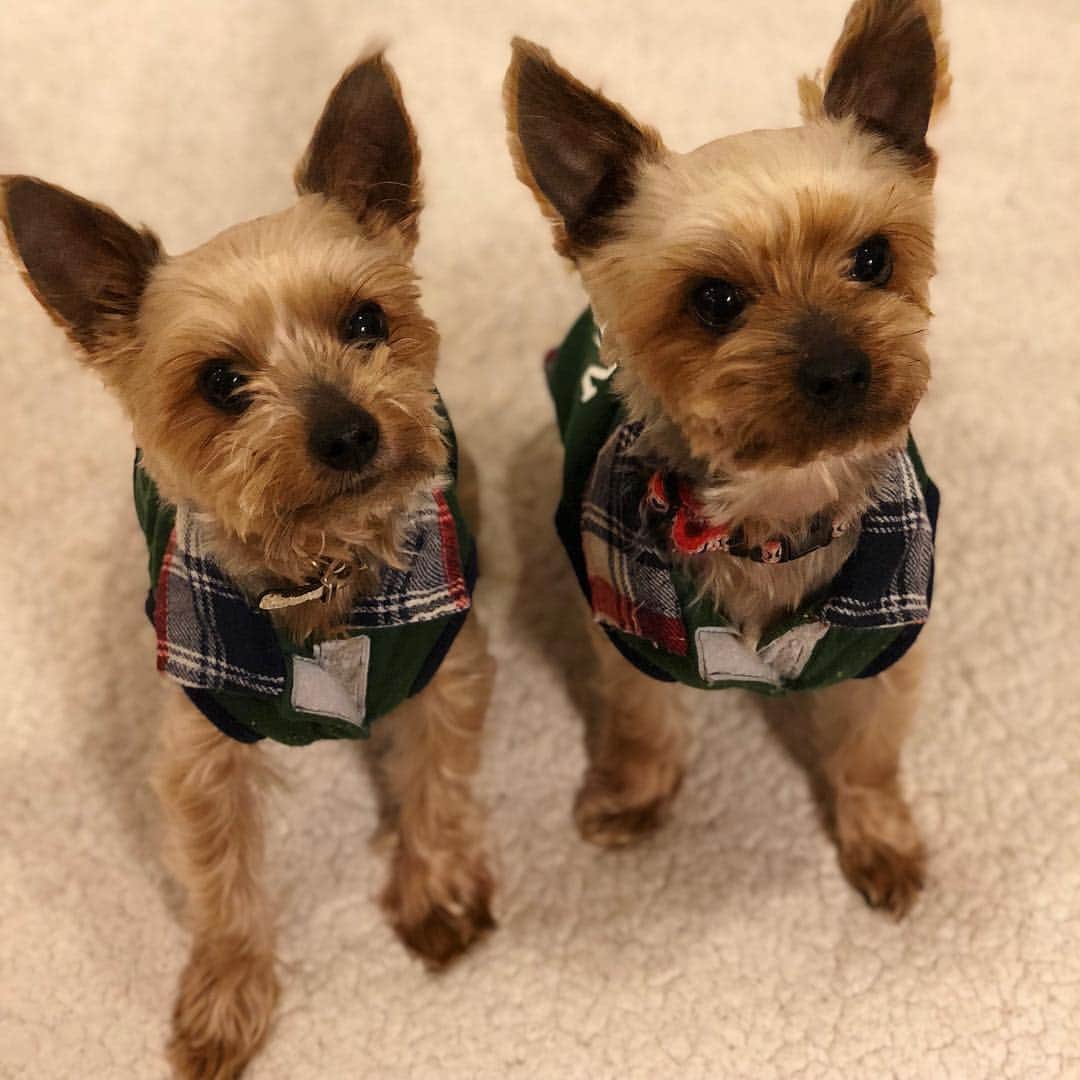 のインスタグラム：「愛犬達をご紹介🐶左がお父さんのピースで右が息子のイヴです！ヨークシャテリアです🎵お母さんと兄妹はいとこの家にいます🏠イヴ君のお嫁さん募集中でーす笑 ペットって癒されますね☺️ 犬アレルギーなんだけどね🤫笑  #ヨークシャテリア #犬 #ペット #ピース #イヴ」