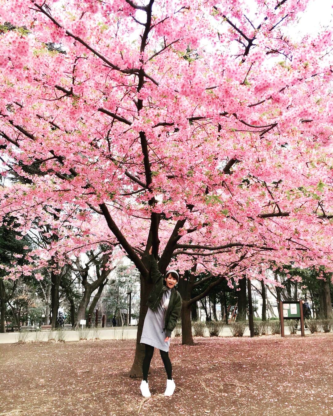 鈴木砂羽さんのインスタグラム写真 - (鈴木砂羽Instagram)「今日はちょっと寒かったんだけど、 小山台にある公園に行ったら なんと満開の桜🌸 河津桜っていうのね。 すごーくキレイな桃色。  よし、決めた。これ描く。 今度この桜描くわよ🎨  #林試の森公園  #河津桜 #プレバト #インスタあげようとしてたら #猫が完全ロックオン #メルハチさん #まだまだ寒いよね」3月7日 22時49分 - bombon_sawa