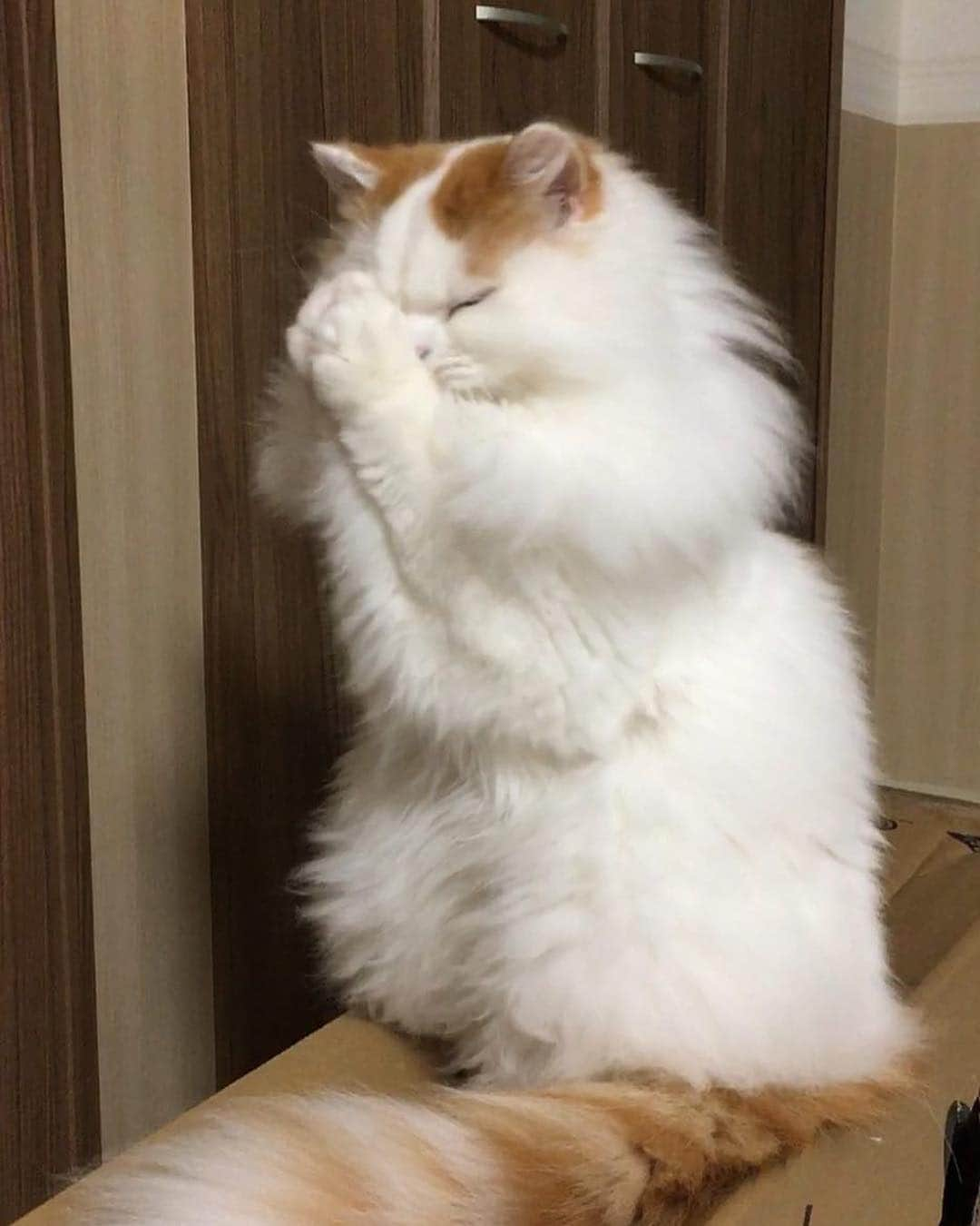 猫好き集合!! みんなのねこ部 [みんねこ] のインスタグラム：「どうかお空からオヤツが降ってきますように🙏 しゅしゅちゃん * #repost @shushu_ribbon_sco * #両手を合わせて #渾身のお祈り #🙏 #すごい力入ってる😹 #祈るより #飼い主さんにスリスリしよう * #みんねこ」