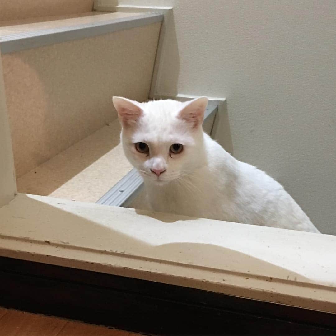 金巻ともこさんのインスタグラム写真 - (金巻ともこInstagram)「昼間お客様が来ていたので疑心暗鬼なハク。あと目やについてる。 #cat #whitecat #kurohaku #白猫 #猫 #階段猫」3月8日 18時33分 - tomotomoco