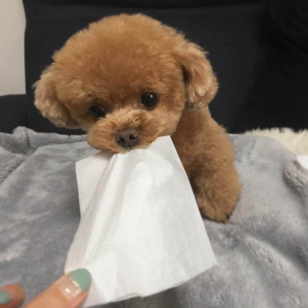 ふわさんのインスタグラム写真 - (ふわInstagram)「#toypoodle#poodle#poodlesofinstagram#dogsofinstagram#instadog#dog#fuwamama#ふわもこのふわ#トイプードル#プードル#ふわもこ部#犬バカ部#親バカ部#ふわ#雨の日#いたずら#ストレス発散」3月9日 15時18分 - huwayama