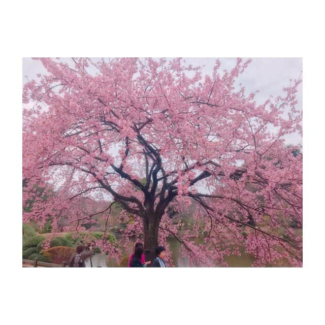 池田直人さんのインスタグラム写真 - (池田直人Instagram)「新宿御苑は寒桜  #寒桜 #新宿御苑 #ステキ #キレイだ #レインボー #いけだくん」3月9日 13時14分 - ikenao0919