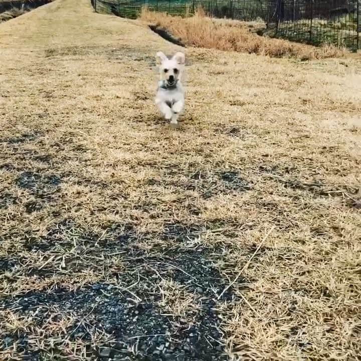 のインスタグラム：「お正月シリーズ③  #寒空 の  #土手 #走る犬 #野うさぎ 哉  #一級河川 #野うさぎ #田園風景 #安芸高田市 #毛利元就 #冬の田んぼ  #japanesegarden #japanesedog #japaneserice #dogmodel #dog #dogsofinstagram #yorkiesofinstagram #dachshund #doggy #doggie #insta_dogs #instapups #ヨーキー #ダックスフント #ダックスフンド #ヨークシャテリア #ハーフ犬 #ミックス犬 #ミックス犬同好会」