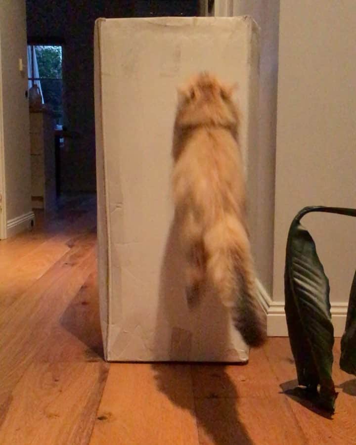 Pumpkinのインスタグラム：「Heading out of the office on a Friday like 🕔 #laters #kthxbye #TGIF ••••••••••••••••••••••••••••••••••••••••••••• . . . . . #pumpkinthepurrmachine #bouledepoil #catmyboss @go_animals_official @animals.co  @cats_of_instagram @catsnet @cats_of_world @cutepetclub #happycatclub #ronronar #みんねこ #animalvideo #catsnet #cats_of_world #แมว #ねこ #kedi #chaton #kawaii #animalsco #catsofgram #pleasantcats#thedailykitten #britishshorthair #gatton #gatti #gattini #fofo #catvideos #sweetcatclub #catloversclub #kittens_today」