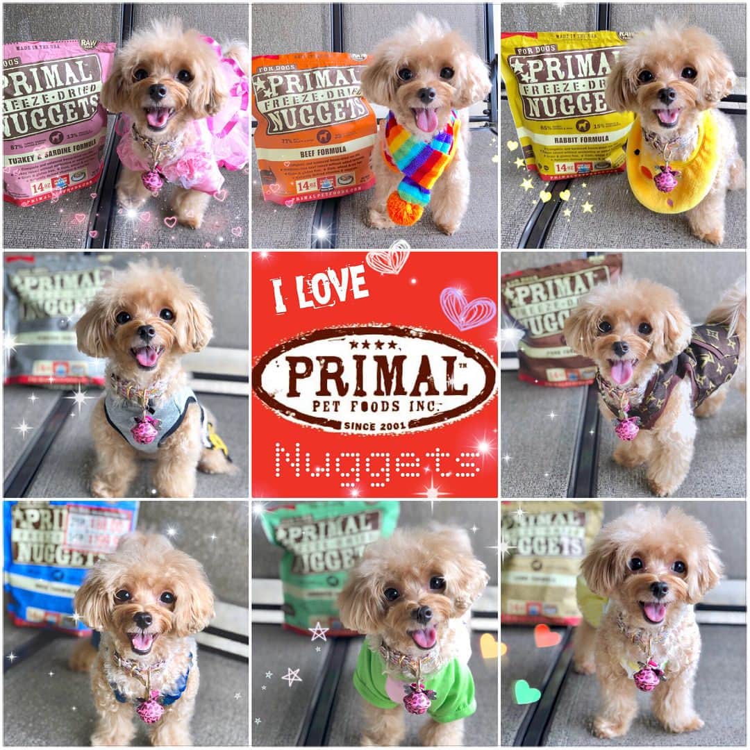 Ⓜ️їк◎ みこ 미코 ? Dogsのインスタグラム：「《Scroll 👉🏻 for more furtos 😊》 Hi hi 👋🏻 my dearest IG furiends, I’m missing all of you 😍😘, hope you miss me too 😉😆. My hoomans have been busy and was inactive for a while ☹️ I am now posting 8 furtos in one shot to make it up 😂 . 🎶 ᴴᴬᴾᴾᵞ ωḙḙкḙℵᖱ 〰️🎵 . @primalpetfoods @b2kpet #primalpetfoods #b2kpet #MikoandB2KPet ❤️🧡💛💚💙💜🖤💖 📆〔10Mar2018〕 . #maltipoosofinstagram #dogs #barkhappy #maltipoo #maltese #toypoodle #ワンコ #わんこ #犬 #いぬ #トイプードル #dogsoftheday #poodlesofficial #poodle #puppylove #petfancy#furball #sgpet #poodleclub #poodleclubsg #furbabies #furballs #fluffypack #puppiesforall #pawsomepoodles #singaporedogs #개 #푸들」