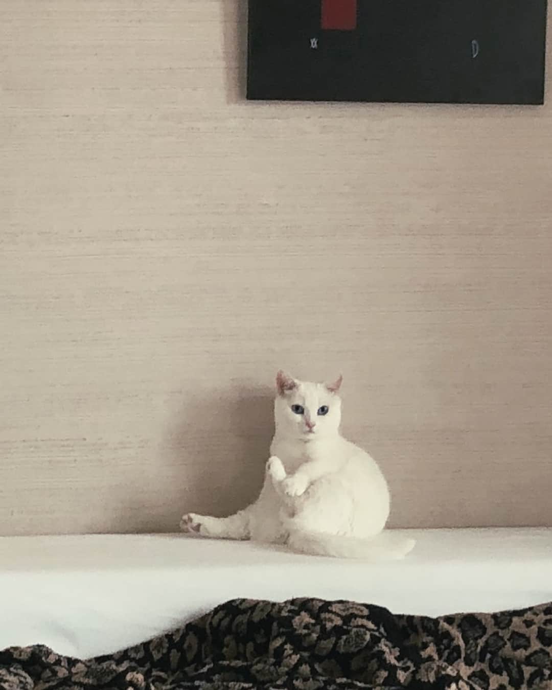 ダニョ（鈴木えみ）さんのインスタグラム写真 - (ダニョ（鈴木えみ）Instagram)「#danyo #danyocawaii #munchkin #whitecat #catstagram #catlovers」3月10日 12時00分 - danyostagram
