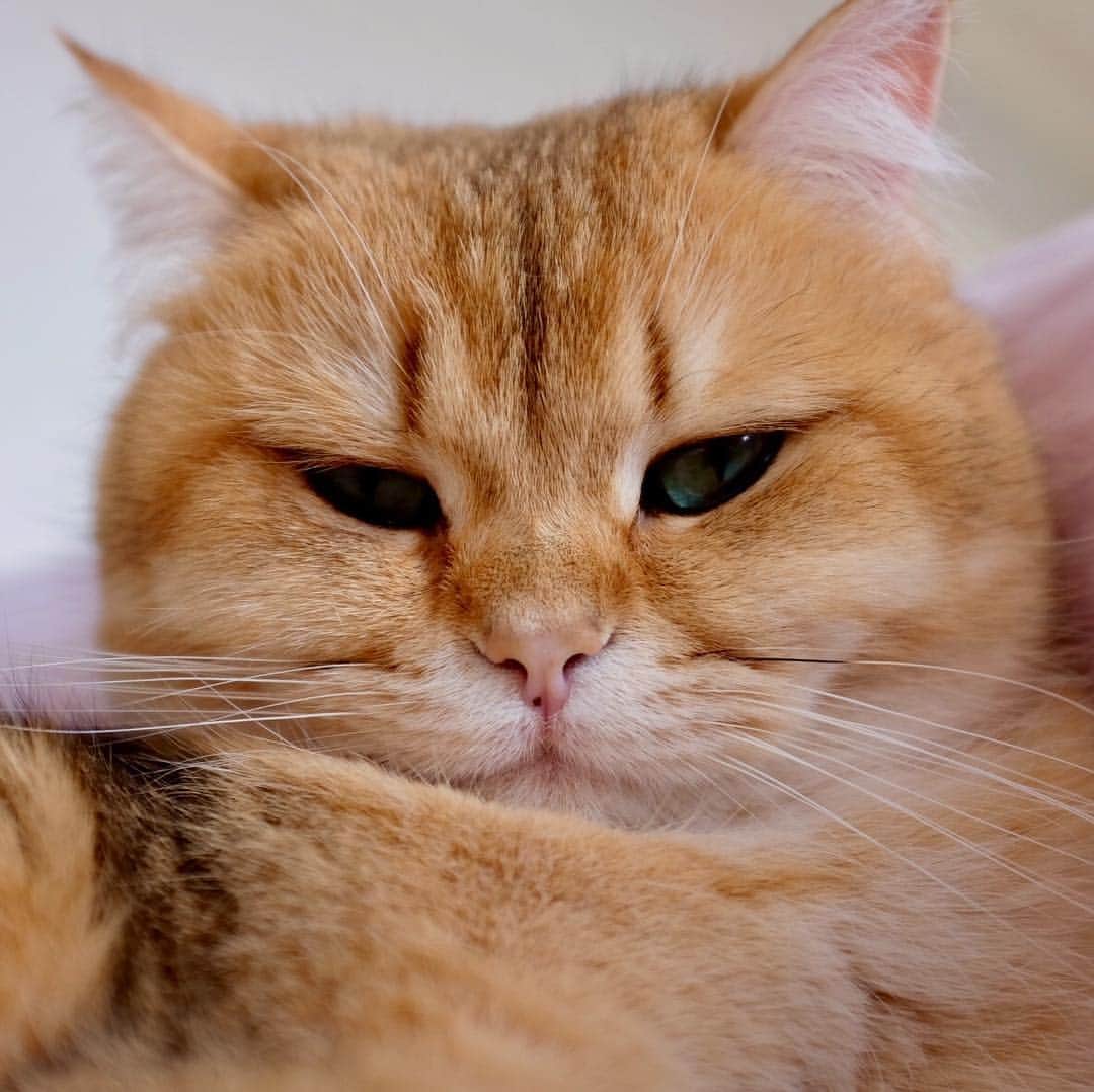 Pumpkinのインスタグラム：「Happy lazy caturday ✨💖😽 ••••••••••••••••••••••••••••••••••••••••••••• . . . . . #pumpkinthepurrmachine #bouledepoil #catmyboss @go_animals_official @animals.co  @cats_of_instagram @catsnet @cats_of_world @cutepetclub #happycatclub #ronronar #みんねこ #animalvideo #catsnet #cats_of_world #แมว #ねこ #kedi #chaton #kawaii #animalsco #catsofgram #pleasantcats#thedailykitten #britishshorthair #gatton #gatti #gattini #fofo #catvideos #sweetcatclub #catloversclub #kittens_today」