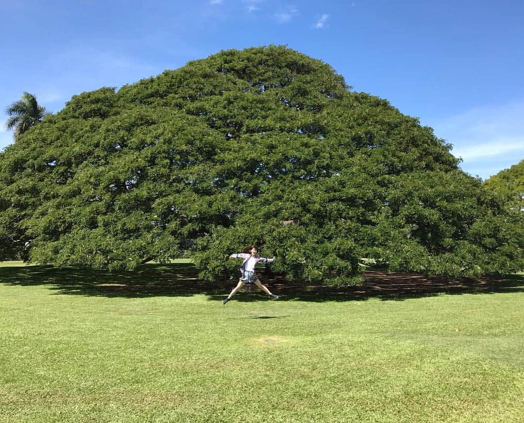 秋本帆華さんのインスタグラム写真 - (秋本帆華Instagram)「. この〜木なんの木☺️ #しゃちハワイ #hawaii #モンキーポッド」3月11日 7時56分 - honoka_akimoto_official