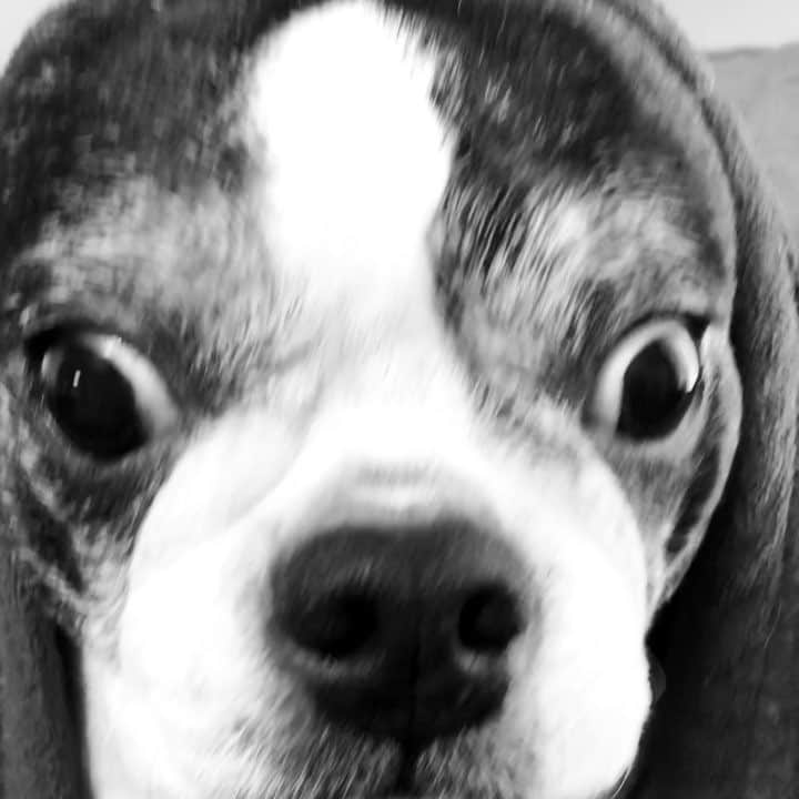 dorlisのインスタグラム：「ビビる犬 #dorlis #ボストンテリア #bostonterrier #掃除機 #ビックリ #逃げる」