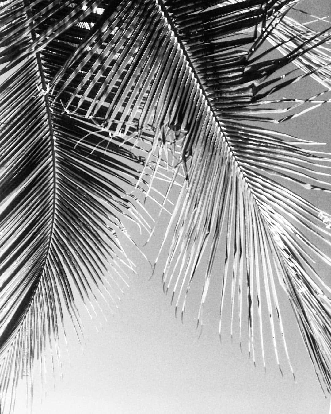 アンジェリーナ・ダニロヴァさんのインスタグラム写真 - (アンジェリーナ・ダニロヴァInstagram)「“Underneath the palm trees you can leave your worries.” Alina Baraz & Galimatias - Fantasy」3月11日 12時07分 - angelinadanilova