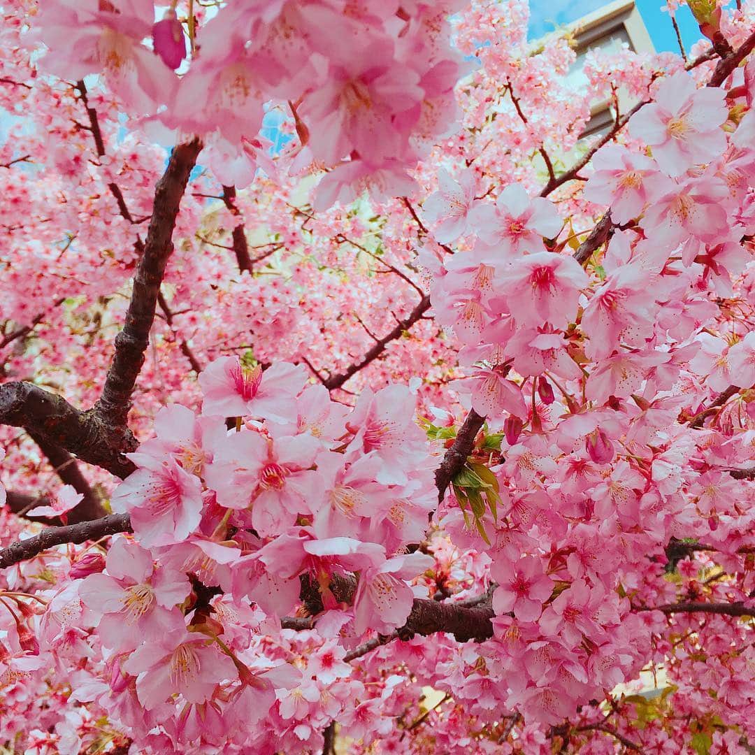 柴小聖さんのインスタグラム写真 - (柴小聖Instagram)「河津桜だって。 すっごく綺麗なピンク。  #spring #2018 #tokyo #cherryblossom #河津桜 #桜 #満開 #ピンク」3月11日 18時07分 - konona.official