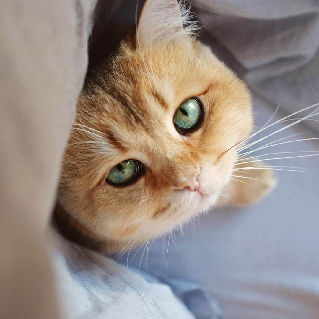Pumpkinのインスタグラム：「👋🏻 Hello. Here I am 💗💛🧡 ••••••••••••••••••••••••••••••••••••••••••••• . . . . . #pumpkinthepurrmachine #bouledepoil #catmyboss @go_animals_official @animals.co  @cats_of_instagram @catsnet @cats_of_world @cutepetclub #happycatclub #ronronar #みんねこ #animalvideo #catsnet #cats_of_world #แมว #ねこ #kedi #chaton #kawaii #animalsco #catsofgram #pleasantcats#thedailykitten #britishshorthair #gatton #gatti #gattini #fofo #catvideos #sweetcatclub #catloversclub #kittens_today #sunday #weekend」