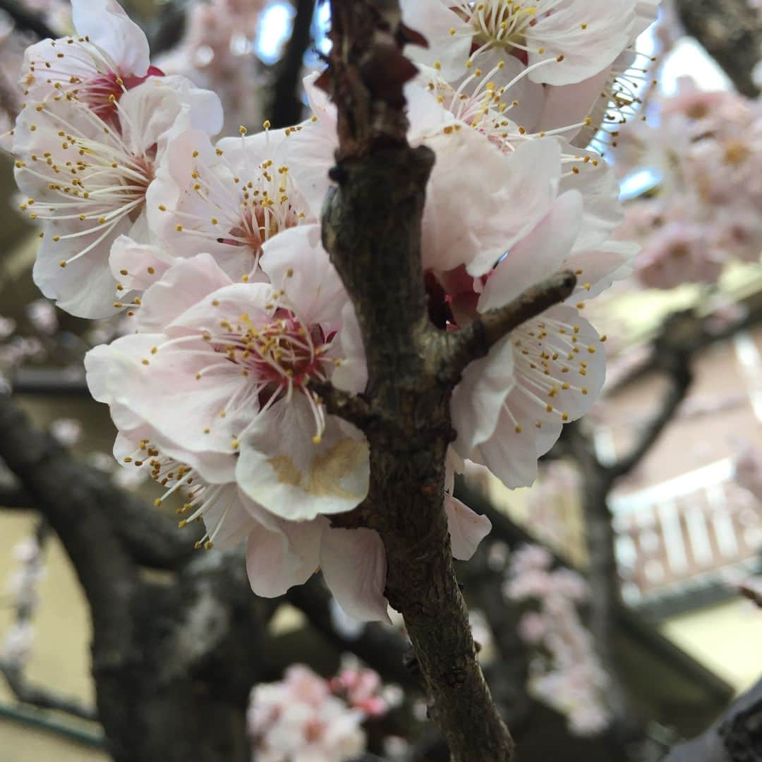 小池昌代のインスタグラム：「梅の木、桜でなく。母の家。 The Ume tree, not the cherry tree, of the garden of my mother’s house.」